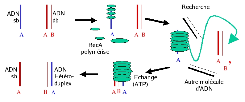 Schema : rôle de RecA dans la recombinaison homologue